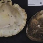 australian students went scuba diving to rebuild an oyster reef 28 underwater structures quickly attracted oysters and marine life