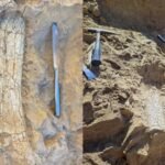 california crews uncover possible 45 million year old thunder beast fossils in oceanside
