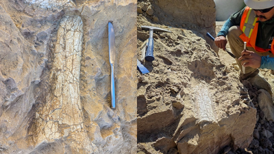 california crews uncover possible 45 million year old thunder beast fossils in oceanside
