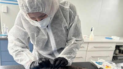 h1n1 virus in india