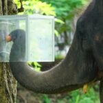 scientists in thailand hid fruits in an opaque box 16 asian elephants learned to navigate it for rewards and followed it along