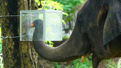 scientists in thailand hid fruits in an opaque box 16 asian elephants learned to navigate it for rewards and followed it along
