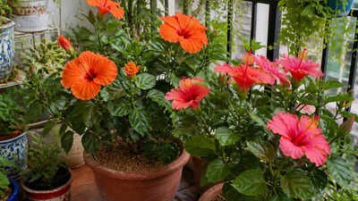 134852422