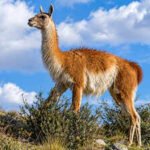 15 guanacos were taken to a remote falklands island in the 1930s their descendants kept their genetic diversity through two severe population crashes