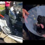 1790983457 python found in new jersey womans car left k 9 wouter bitten by suspect in southern california