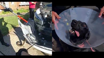 1790983457 python found in new jersey womans car left k 9 wouter bitten by suspect in southern california