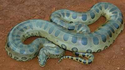 a 100 kg green anaconda can almost vanish in the amazon scientists found giant snakes hiding under logs leaf matter vegetation and riverbanks