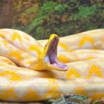 a 16 foot burmese python weighing 1479 pounds was released after radio tagging in florida us scientists are now testing drones to track invasive snakes across the everglades