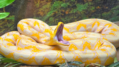a 16 foot burmese python weighing 1479 pounds was released after radio tagging in florida us scientists are now testing drones to track invasive snakes across the everglades