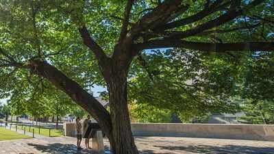 a 1920 era american elm survived a 4000 pound bomb in oklahoma city it was nearly cut down to recover evidence before becoming the survivor tree