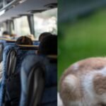 a 67 year old maryland school bus driver was removed from her route after allowing a 10 year old boy to step off and rescue a kitten image credit canva