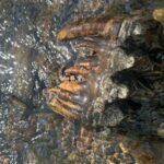 a california geologist spotted a strange object sticking out of a creek a google reverse image search suggested it was an ice age mastodon tooth at least 10000 years old