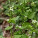 a plant brought to america for food and medicinal use in the 1860s became a woodland invader garlic mustard spread across 37 us states and six canadian provinces