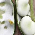 a somerset family has grown the same broad bean since 1875 150 years later the heirloom has entered a national seed collection