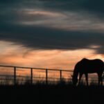 after 65 years of family ranching florida approved a 129 million easement to permanently protect 5610 acres of hendrie ranch while cattle representative image from canva