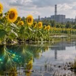 after the chernobyl nuclear disaster scientists planted sunflowers to pull radioactive material from contaminated water and soil the flowers actually absorbed radioactive isotopes