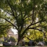 an american elm has stood for more than 150 years and witnessed 33 us presidents despite the disease that wiped out millions of these trees