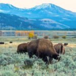 an energy company is giving yellowstone national park a record 105 million gift the money will fund conservation student trips and a new visitor centre
