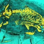 an x ray photograph of the megacauda fossil