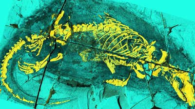 an x ray photograph of the megacauda fossil