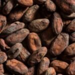 ancient pottery reveals earliest known traces of chocolate in east of mississippi formed a major part of feasts 1000 years ago