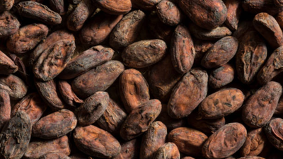 ancient pottery reveals earliest known traces of chocolate in east of mississippi formed a major part of feasts 1000 years ago