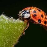 asian lady beetles