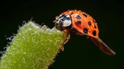 asian lady beetles