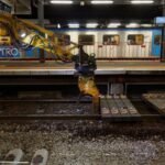 australia began turning waste plastic into railway sleepers in 2015 saving timber the recycled material could last up to 50 years