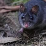 australia releases nearly 50 critically endangered smoky mice into a predator free forest where the species had not been seen since the 1990s