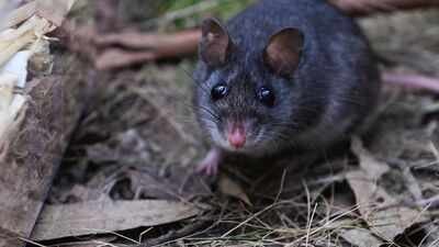 australia releases nearly 50 critically endangered smoky mice into a predator free forest where the species had not been seen since the 1990s