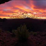 bat swarm at sunset