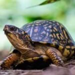box turtle
