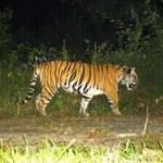 buxa tiger follow 01jpg