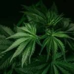 cannabis