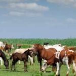 cattles
