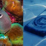 coral larvae settled most near the speaker with bacteria coated structures showing stronger results than artificial surfaces alone