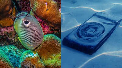 coral larvae settled most near the speaker with bacteria coated structures showing stronger results than artificial surfaces alone
