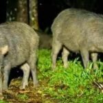 costa rica releases 13 white lipped peccaries after an 18 year absence the animals disperse seeds from 57 plant types