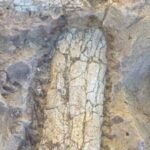 crews digging 12 feet below a california infrastructure project uncovered 40 to 45 million year old bones of a large hoofed mammal