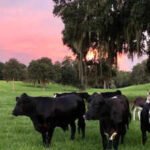 critter creek farm sanctuary