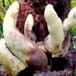 east asian forests may conceal countless undiscovered fungi with challenging terrain and seasonal growth complicating scientific exploration