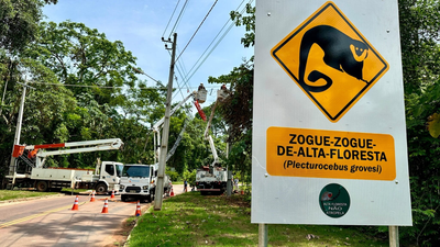 eight rope bridges over an amazon road recorded 15000 wildlife crossings in brazil not a single roadkill was recorded