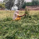 farmer inspects flattened crops after hailstorm in rewari