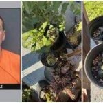florida man arrested after hallucinogenic plants seized at his riverview home