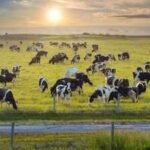 florida spends 87 million to protect two cattle ranches
