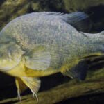 golden perch macquaria ambigua