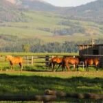 horse ranch