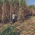 img sugarcane edit 1 1 splbdh78jpg