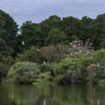 in 1985 charleston museum received over 700 acres on james island from the dill family 41 years later it is putting over 15 million in easement value towards permanently blocking development
